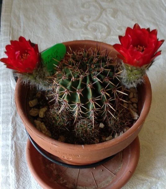 Echinopsis tubiflora.jpeg